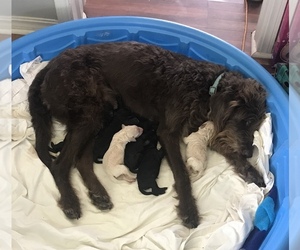 Labradoodle Litter for sale in MANNFORD, OK, USA