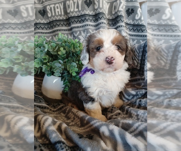 Medium Photo #1 Bernedoodle Puppy For Sale in PEMBROKE, KY, USA