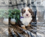 Small Photo #1 Bernedoodle Puppy For Sale in PEMBROKE, KY, USA