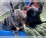 Small Photo #1 French Bulldog Puppy For Sale in HOMOSASSA, FL, USA