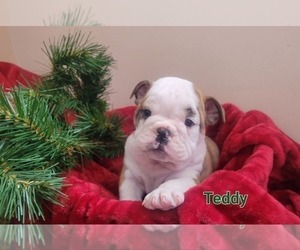 English Bulldog Litter for sale in COLBY, WI, USA