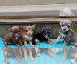 Chihuahua Litter for sale in SAINT AUGUSTINE, FL, USA