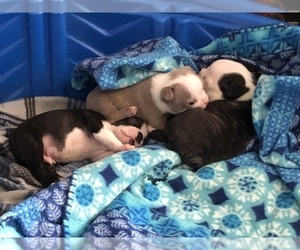 Boston Terrier Litter for sale in SAN MARCOS, TX, USA