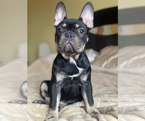 French Bulldog Litter for sale in PALATINE, IL, USA