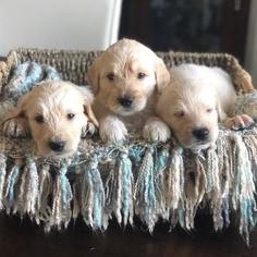 Goldendoodle Litter for sale in FRISCO, TX, USA