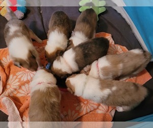 Collie Litter for sale in HARKER HEIGHTS, TX, USA