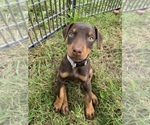 Small Photo #1 Doberman Pinscher Puppy For Sale in BRIDGEWATER, MA, USA