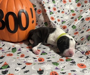 Boston Terrier Litter for sale in LAKEWOOD, CA, USA