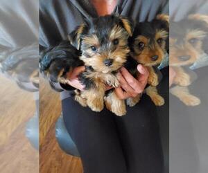 Yorkshire Terrier Litter for sale in VANCOUVER, WA, USA