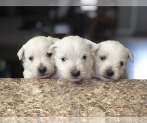 West Highland White Terrier Litter for sale in ROLLA, MO, USA