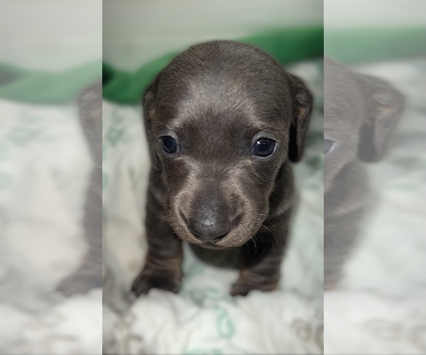 Medium Photo #1 Dachshund Puppy For Sale in LUTZ, FL, USA