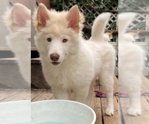 Samoyed-Siberian Husky Mix Litter for sale in ENCINO, CA, USA