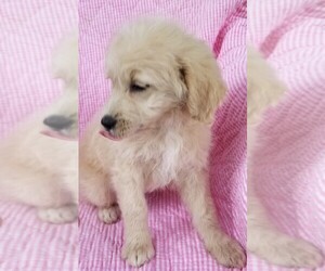 Goldendoodle (Miniature) Litter for sale in BELLVILLE, OH, USA