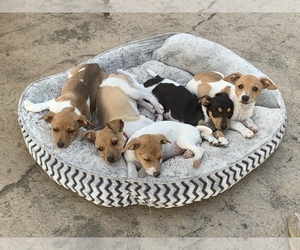 Jack Russell Terrier Litter for sale in REINHOLDS, PA, USA