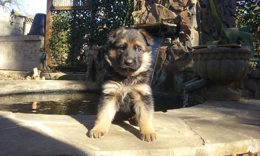 Medium Photo #1 German Shepherd Dog Puppy For Sale in ANDERSON, SC, USA