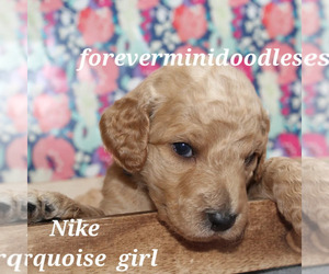 Goldendoodle (Miniature) Litter for sale in PRICE, UT, USA