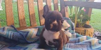French Bulldog Litter for sale in HOUSTON, TX, USA
