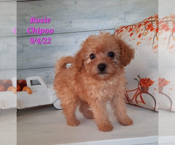 Medium Photo #1 Wapoo Puppy For Sale in SHIPSHEWANA, IN, USA