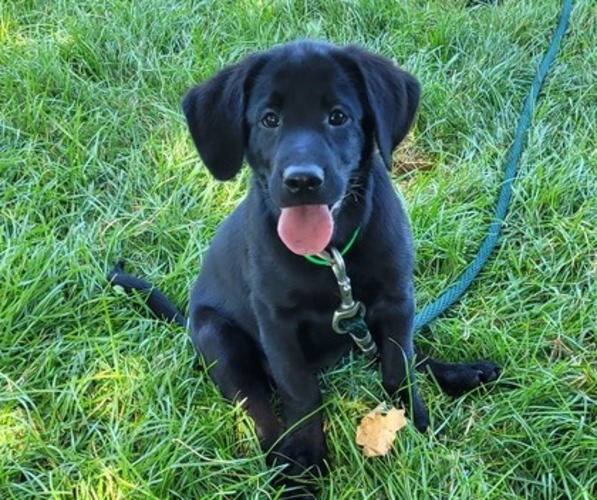 Medium Photo #1 Labrador Retriever Puppy For Sale in ARTHUR, IL, USA