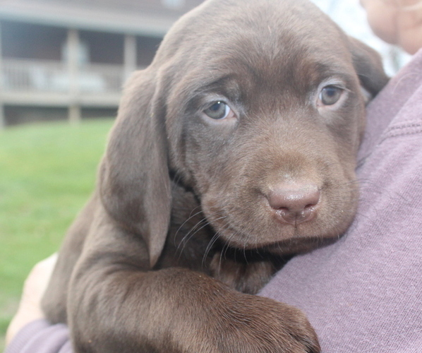 Medium Photo #1 Labrador Retriever Puppy For Sale in MANSFIELD, MO, USA