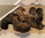 Small Photo #1 Bullmastiff Puppy For Sale in COLUMBUS, GA, USA