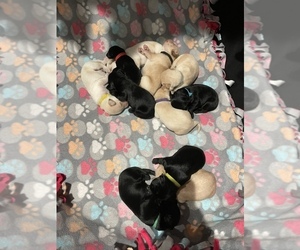 Labrador Retriever Litter for sale in PLUMAS LAKE, CA, USA