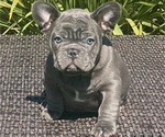 Small French Bulldog