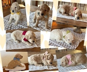 Labradoodle Litter for sale in SELAH, WA, USA