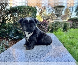 Shih Tzu Litter for sale in HAYWARD, CA, USA