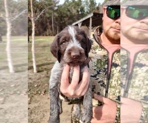 German Wirehaired Pointer Litter for sale in CHADBOURN, NC, USA
