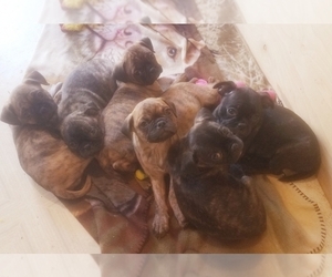Buggs Litter for sale in WEST PLAINS, MO, USA