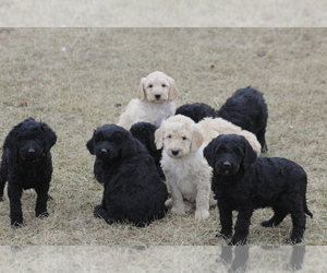 Goldendoodle Litter for sale in MEMPHIS, MO, USA