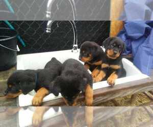 Rottweiler Litter for sale in CONWAY, AR, USA