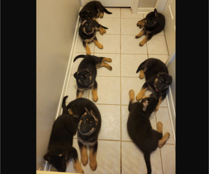 German Shepherd Dog Litter for sale in SPRING, TX, USA