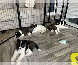 Akita Litter for sale in CANTONMENT, FL, USA