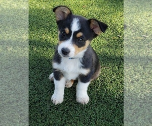 Aussie-Corgi Litter for sale in BRIGGSDALE, CO, USA
