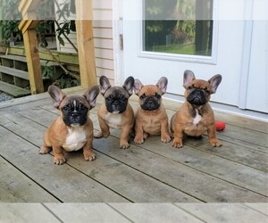 French Bulldog Litter for sale in SEATTLE, WA, USA