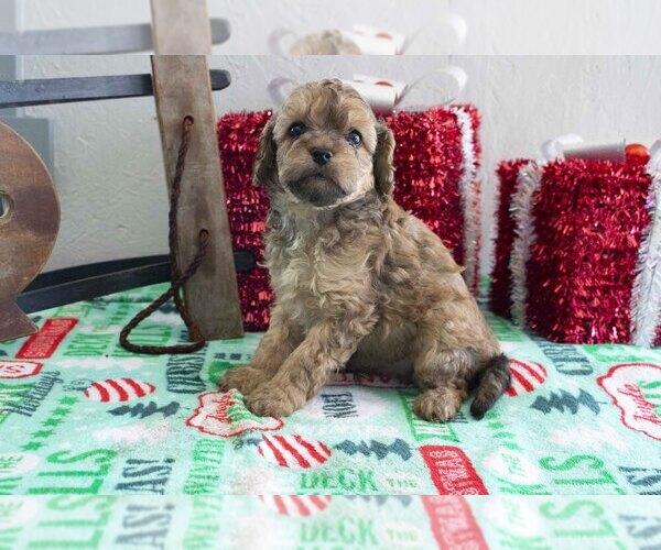 Medium Photo #1 Cavapoo Puppy For Sale in FRESNO, OH, USA