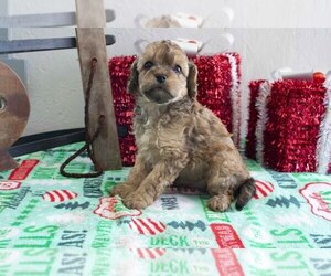 Cavapoo Litter for sale in FRESNO, OH, USA