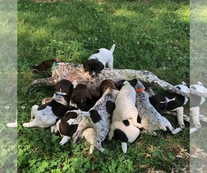 German Shorthaired Pointer Litter for sale in GASTONIA, NC, USA
