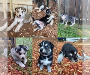 German Shepherd Dog-Siberian Husky Mix Litter for sale in PELZER, SC, USA