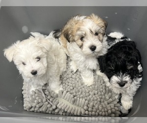 Maltese-Schnoodle (Miniature) Mix Litter for sale in PUEBLO WEST, CO, USA