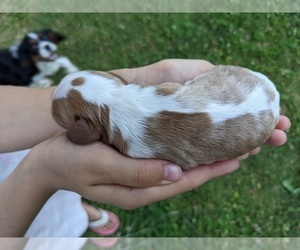 Cavalier King Charles Spaniel Litter for sale in WOOSTER, OH, USA