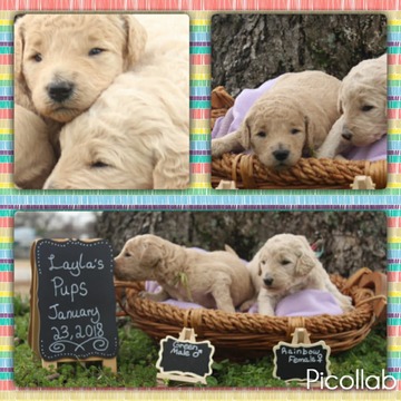 Medium Photo #1 Goldendoodle Puppy For Sale in COVINGTON, GA, USA