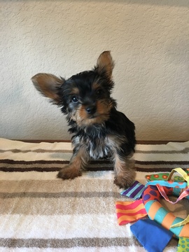 Medium Photo #1 Yorkshire Terrier Puppy For Sale in KATY, TX, USA