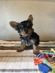 Small Photo #1 Yorkshire Terrier Puppy For Sale in KATY, TX, USA