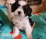 Small Cavachon-Poodle (Miniature) Mix