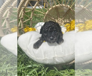 Poodle (Toy) Litter for sale in CHICAGO, IL, USA
