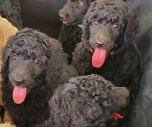 Poodle (Standard) Litter for sale in ASHLAND CITY, TN, USA