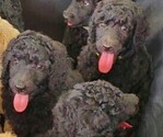 Small Photo #1 Poodle (Standard) Puppy For Sale in ASHLAND CITY, TN, USA